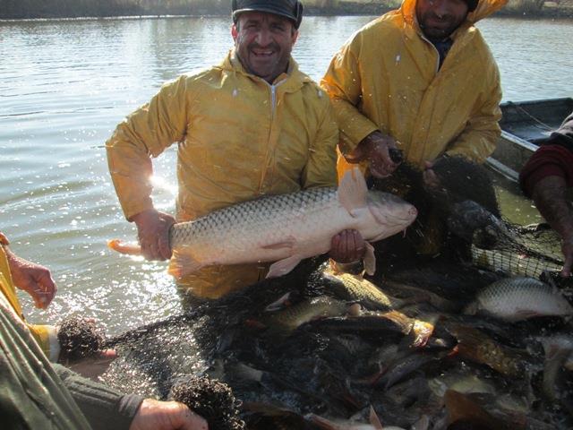 Navod Noiembrie 2013 - Crapi ramasi - peste-sulimanu-9.JPG